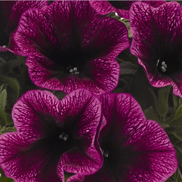 Petunia 'Sweetunia Purple Gem' – kwitnienie
